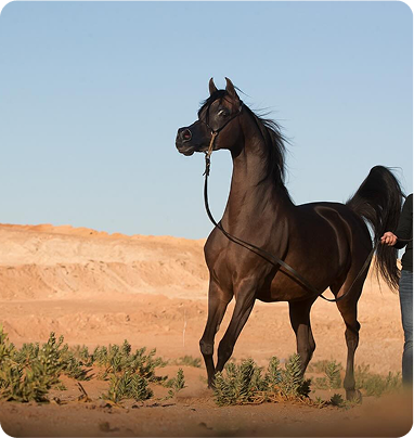 إسطبلات حديثة